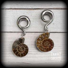 Ammonite gauged earrings