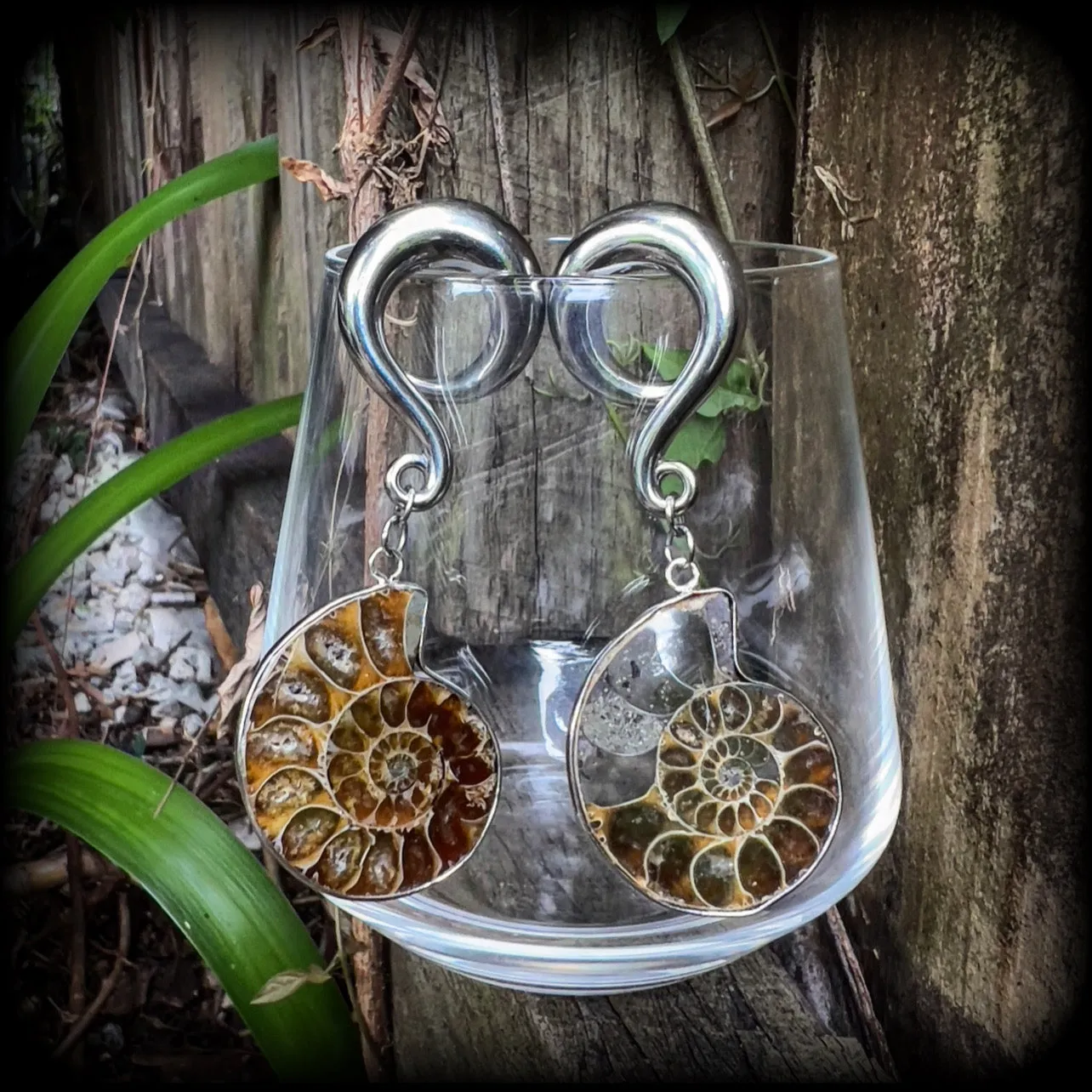 Ammonite gauged earrings
