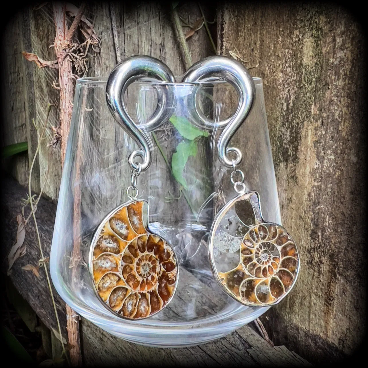 Ammonite gauged earrings