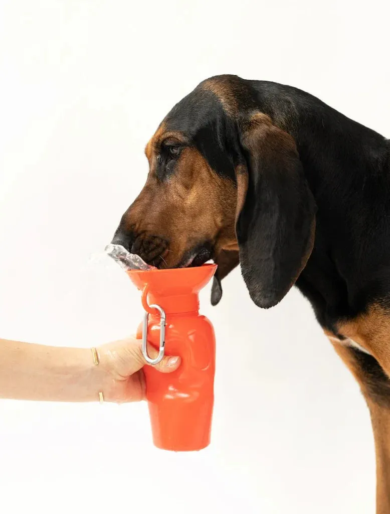 Classic Dog Travel Bottle 22oz - Poppy