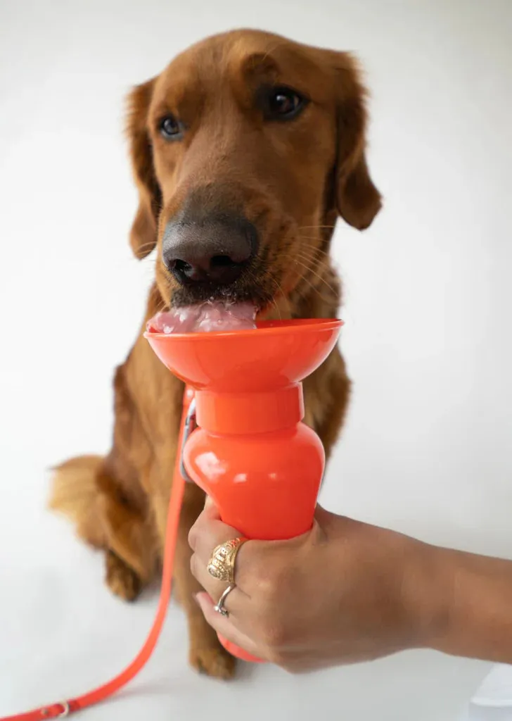 Classic Dog Travel Bottle 22oz - Poppy