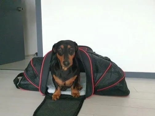 Expandable Dachshund Carrier