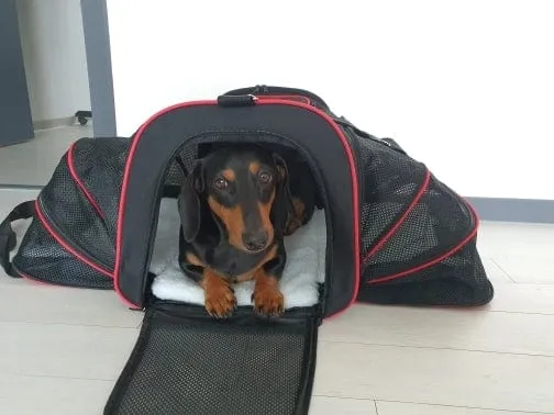 Expandable Dachshund Carrier